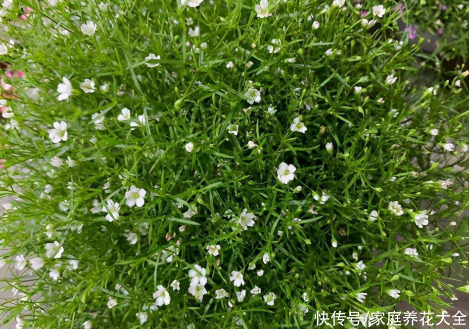  花开花|这两种花开花似繁星、名字也有诗意、看看更喜欢谁呢？