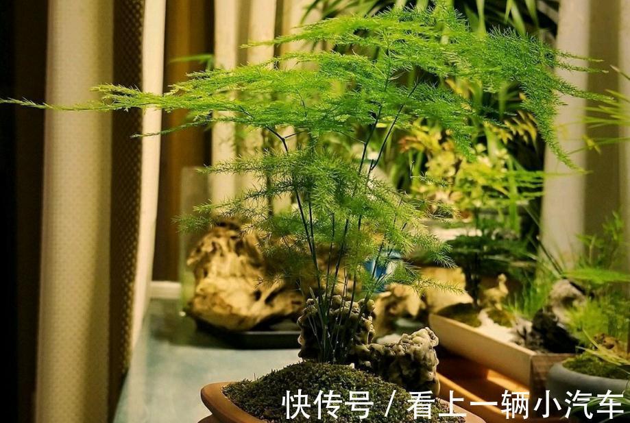 天冷养文竹,常做“3个小动作”,新芽咕咕冒不停,枝叶常青