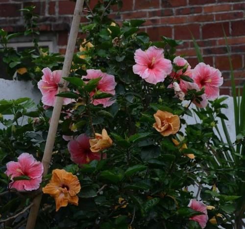 4种“开花机器”,现在养一盆正合适,放在家里三季有花,四季有景!