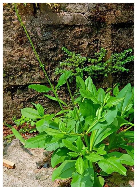 野菜|農村這個野菜很常見，被稱為人參菜，不僅能吃還是中藥材