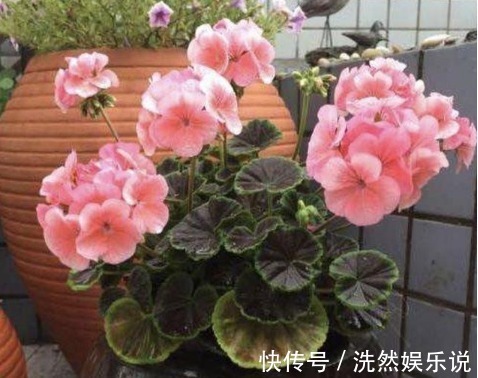 生肖女|“命中藏金”的生肖女,天生的乐天派,终生不会为钱财烦恼