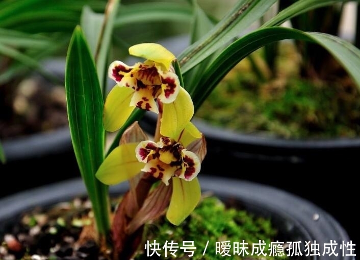 冬天|入秋后兰花怎么养?教你3个养护小妙招,熬过冬天,兰花越涨越旺