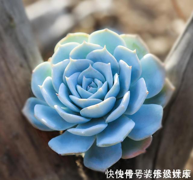 景天科|这“三多肉”不怕热,三伏天正常“补水施肥”,咕噜冒崽挤满盆