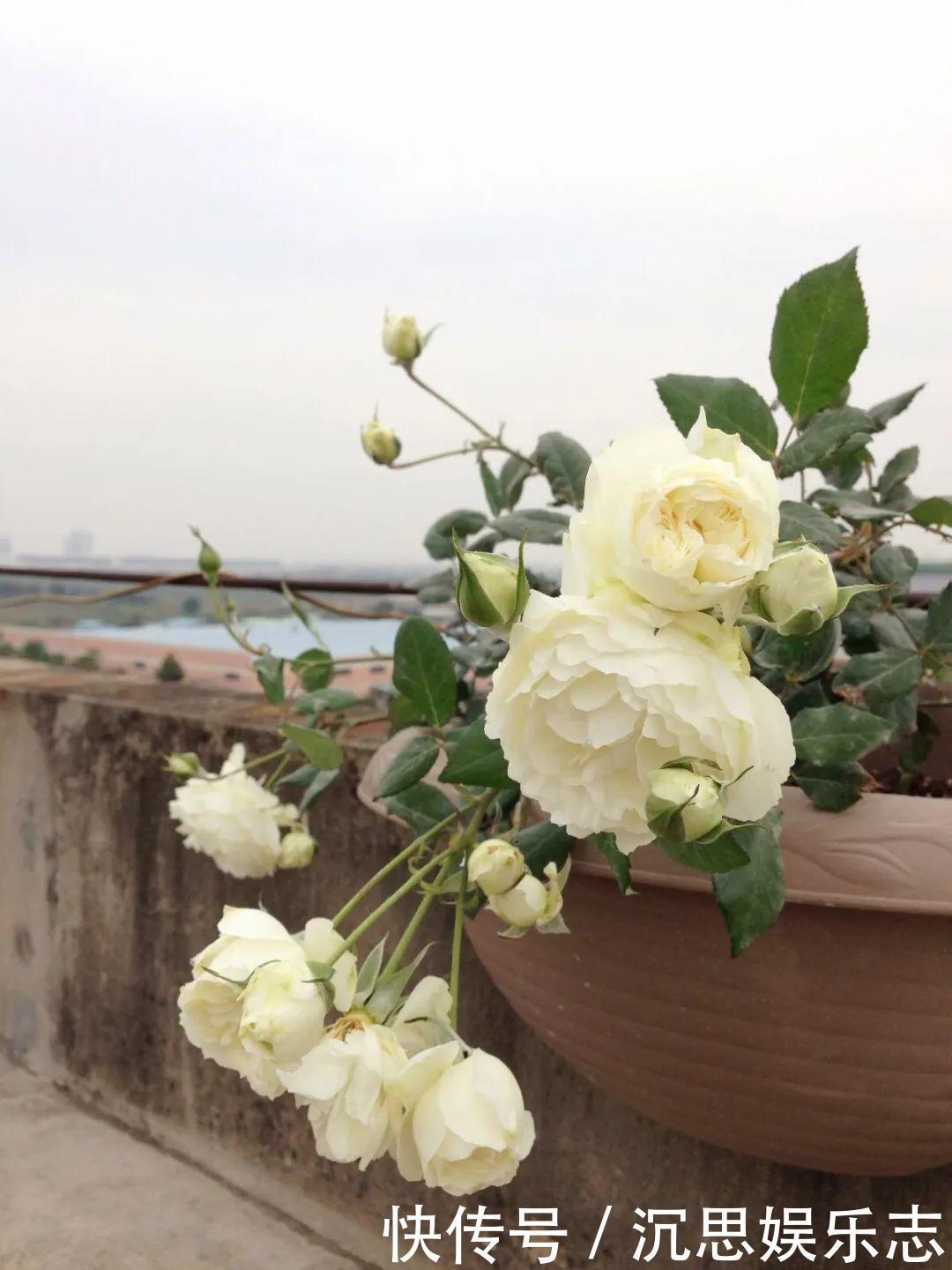 花友种在家门口多年的花，全被人折了，因为不吉利