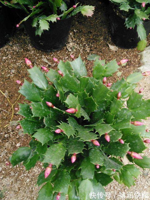 发红|蟹爪兰过了休眠期,叶子发红软塌塌,找到病因还能救回来