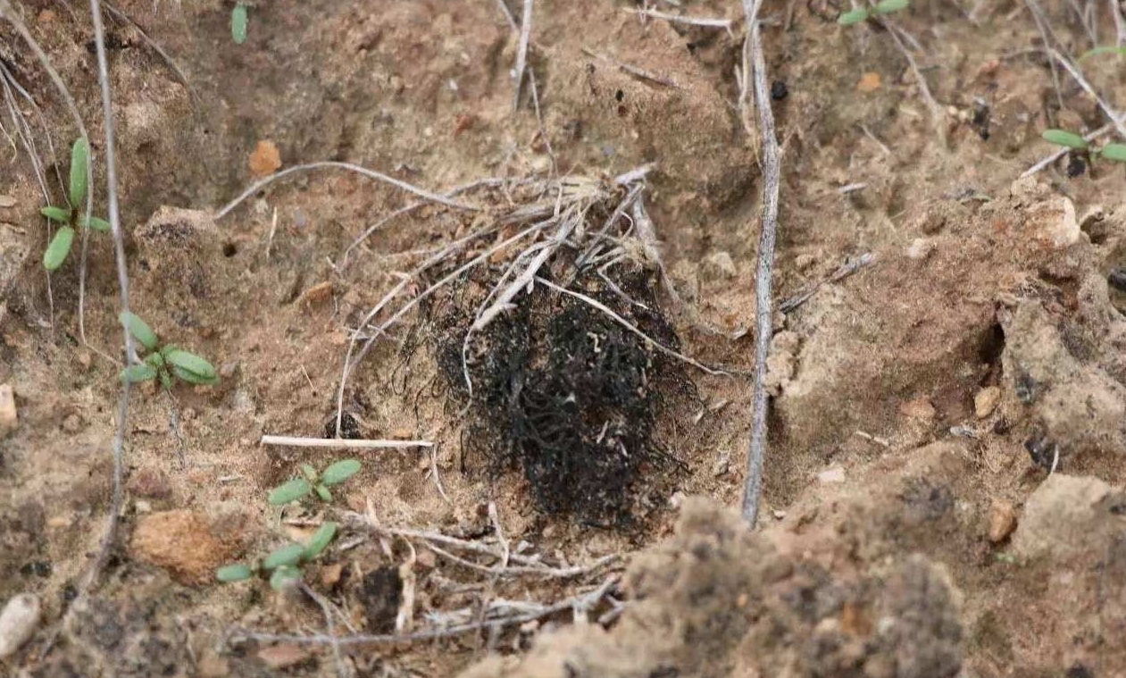 动植物|黑市每公斤最高可达500元!发菜不属于植物,为何人喜欢吃?