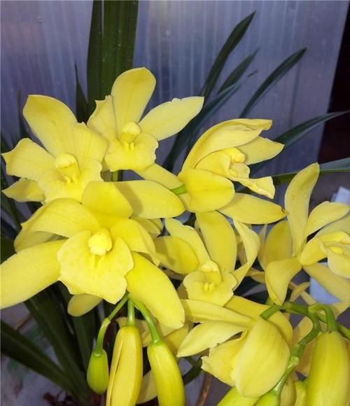 品种|兰花中的经典品种“小神童”,花色鲜艳,香气扑鼻,新手也适合养