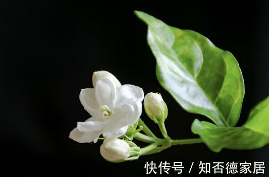 现在逛花市,牢记“8不买”,否则明年没有花看