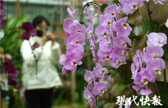 树兰、巨兰、兜兰……你见过这些神奇的兰花吗？