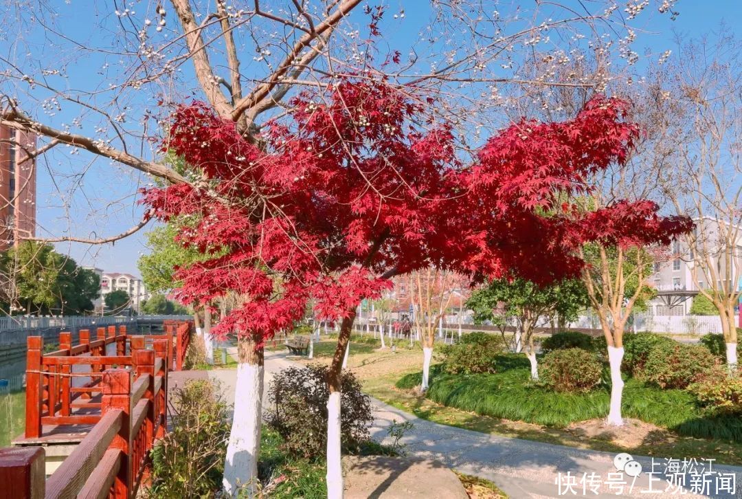 步道|休闲健身好去处！松江这里新增一条健身步道，在你家门口吗？