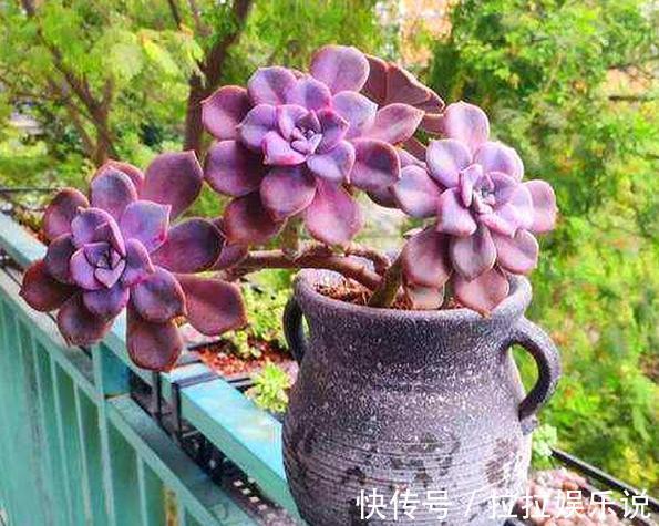 夏季养多肉,担心茎叶黑腐、化水居家盆栽此4种,烦恼全无