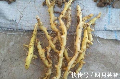 金不换|农村一种平凡的野草,地下藏着“金不换”,泡酒是养生神器
