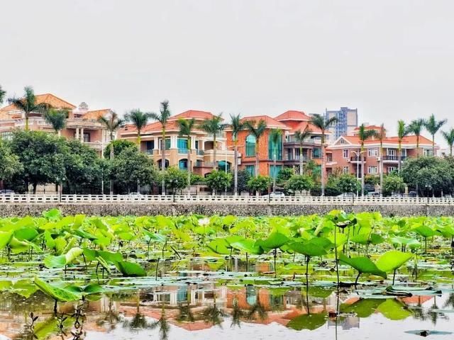 今夏第一波荷花开了，美不胜收！地点就在……