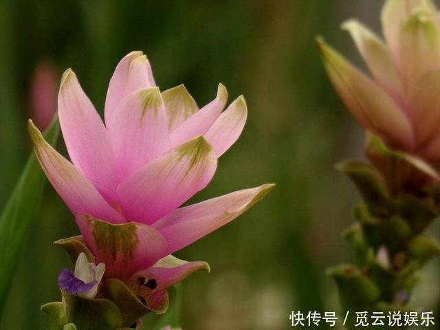 非自然|生在土里的荷花,开花一大朵,样子别致花期长,种一棵就赚了