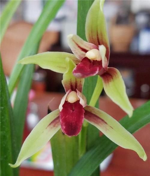 曾经价值千金的3款兰花,香味很浓,毫无缺点,四季表现都很优秀