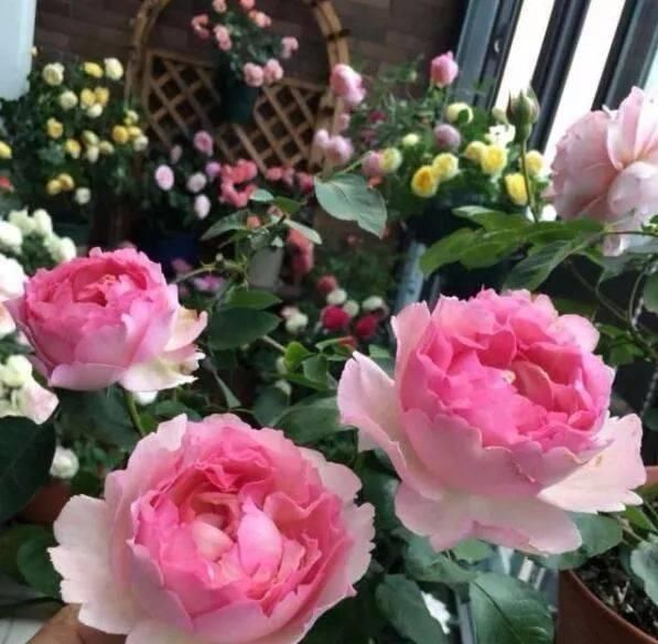 兰花|此花,比玫瑰漂亮,比桂花还香,一年能开200天,比兰花强多了