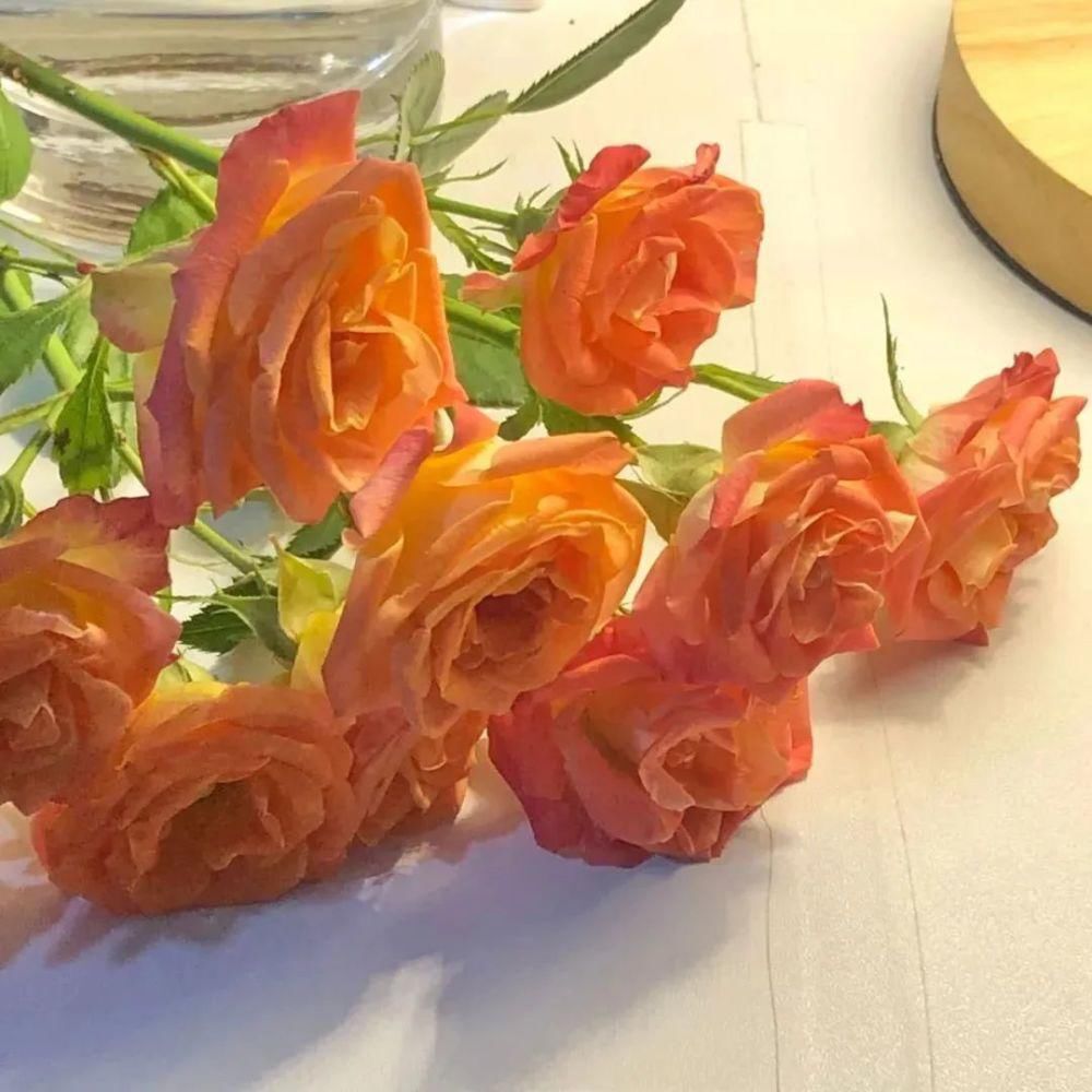 用一句诗词总结你的2020，你会想到哪句？