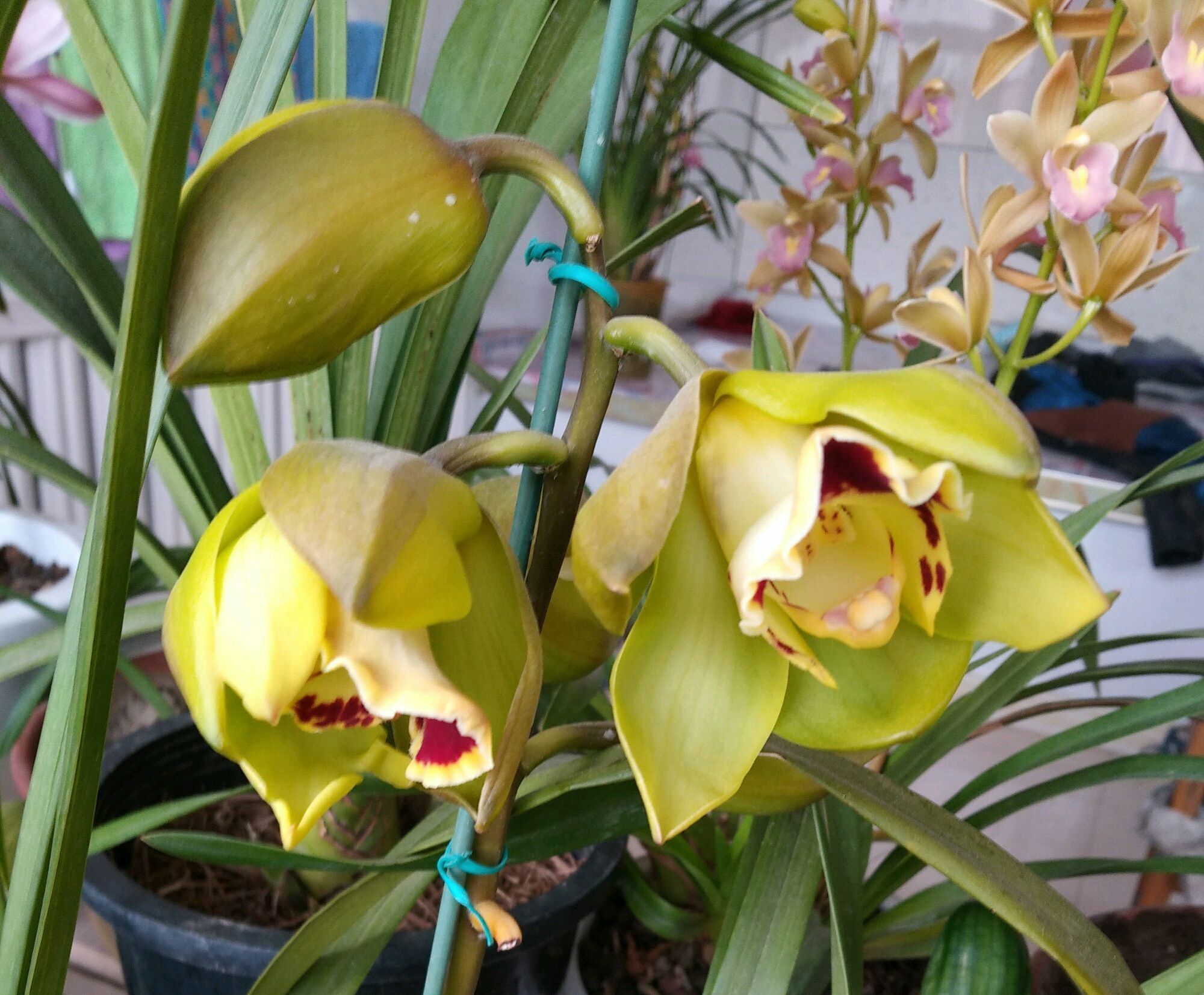 芦头|养大花蕙兰,选错花盆有风险,好多兰友易忽略,根系往外长