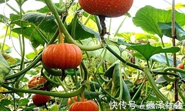 强身健体|人到古稀更需养生,多吃3物,喝2种饮品,健脑强身,还有助长寿