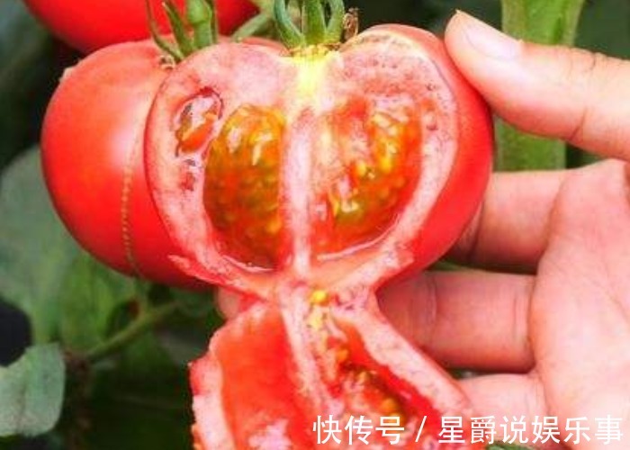 打了激素的西红柿怎么分辨？老菜农教你几招，轻轻松松挑出好番茄