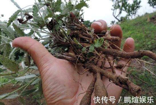 农村|农村一种常见野草,农民常拿来做菜吃,其实价值珍贵