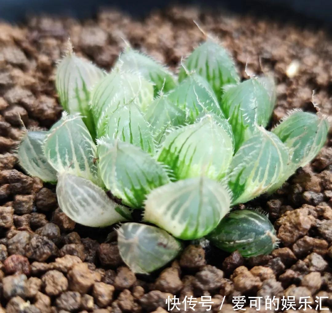 公布五款最贵的多肉名单,大多数人都养不起,最贵一种价值百万