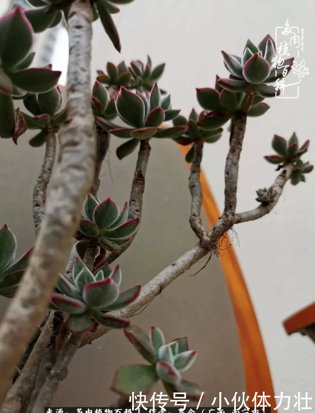 锦晃星|时光不再，人心在，多肉在！