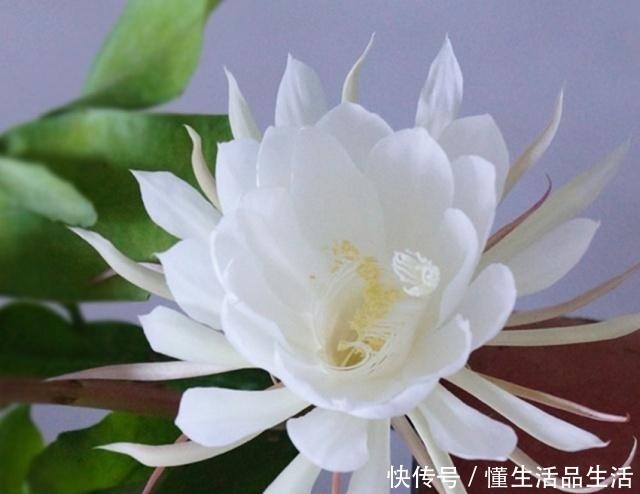 风信子|世界上最美的十种盆栽花卉,每种都精美无比,总有一盆适合你!