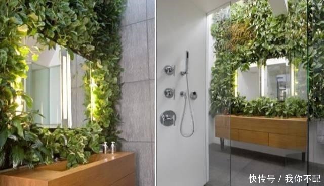 卫生间养这几盆花,味道立马不一样,家里空气好,厕所变成绿森林!