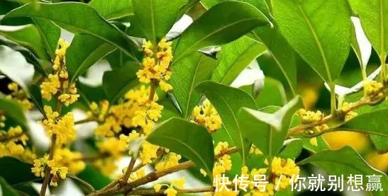 秋日$桂花,就是最美秋日诗词!