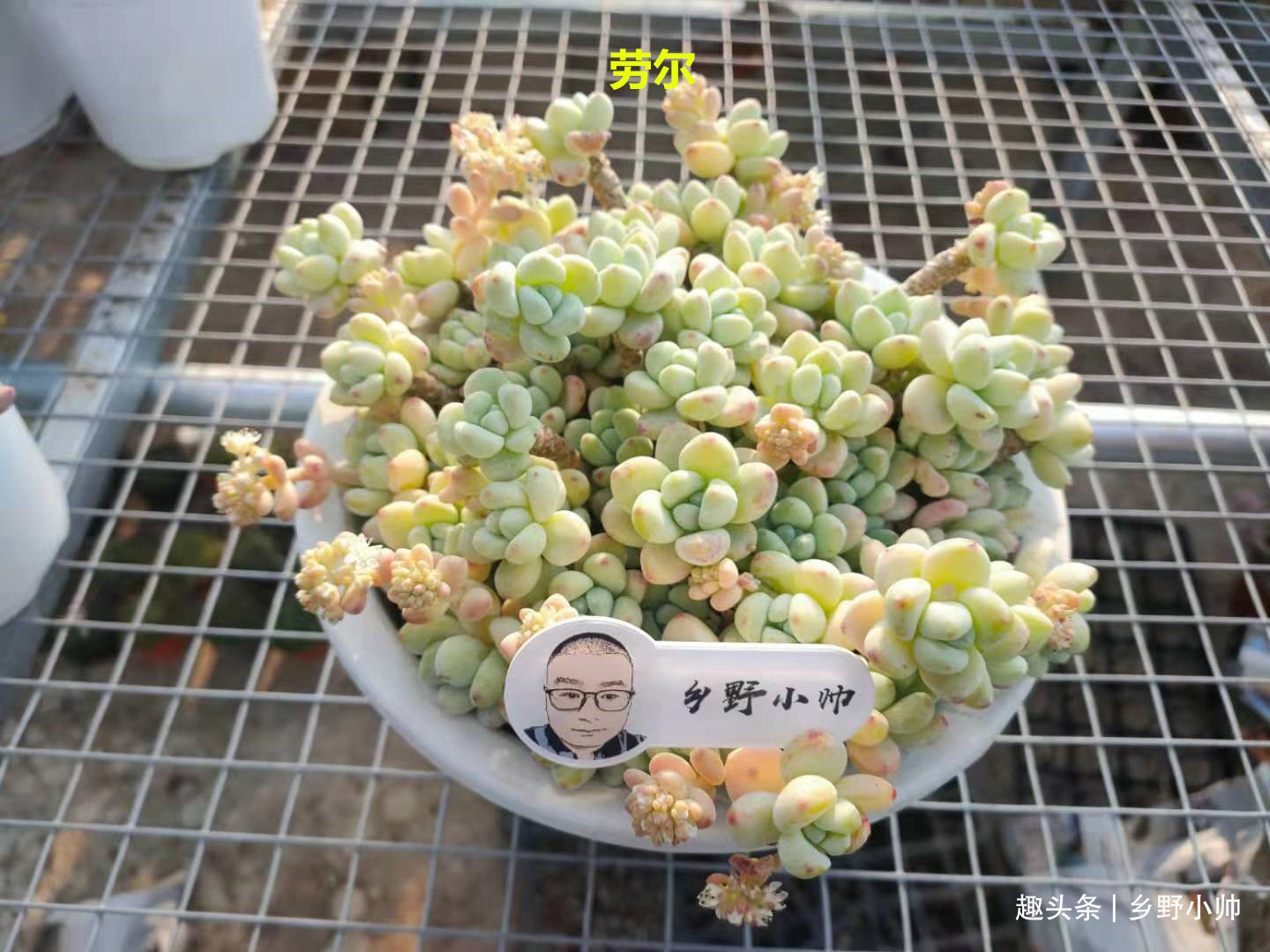 新根|多肉迟迟不长新根，有以下4个原因造成，看完长知识了