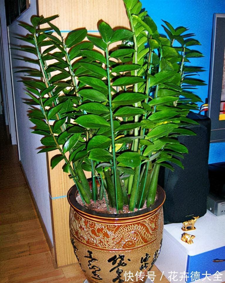 7种“转运花”,家里养一盆,漂亮又吉利,还有好运气