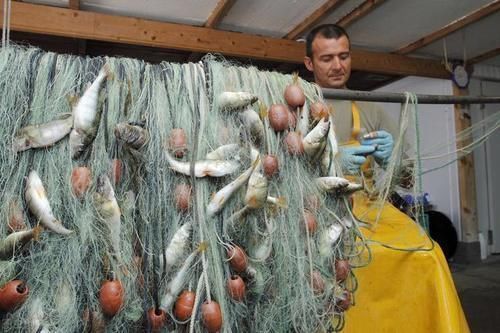 dh经常吃鱼肉能健脑、护心脏,营养师建议:这3种鱼别随便吃