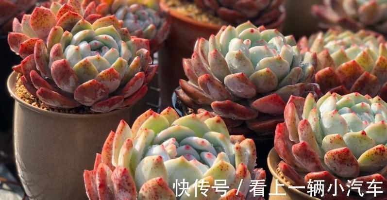 服盆期|多肉植物冬季不服盆,问题可能出在配土上,多肉养护案例分析