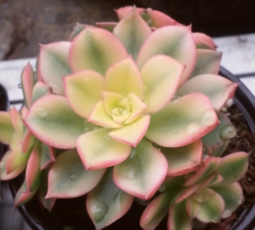 阿峰|很适合夏季养的多肉,颜值高好养活,养个让别人羡慕