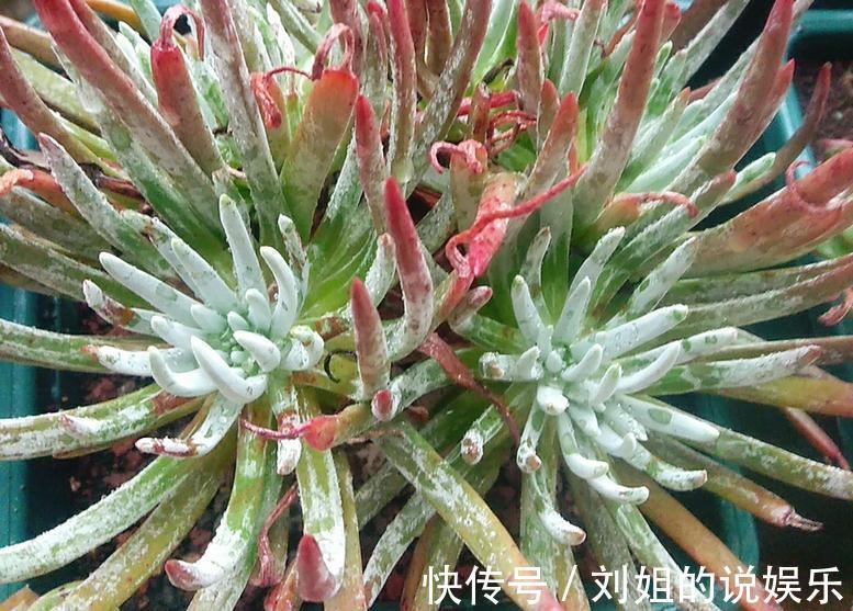 养仙女杯多肉爱杜丽丝，3个细节把控好，茎叶茂盛又美丽
