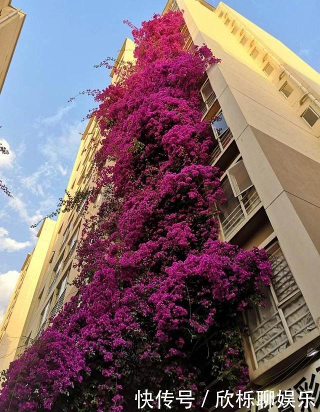 铁线莲|家里有小院,种上爬藤花,爬上墙爬上窗,美到极致,天上人间