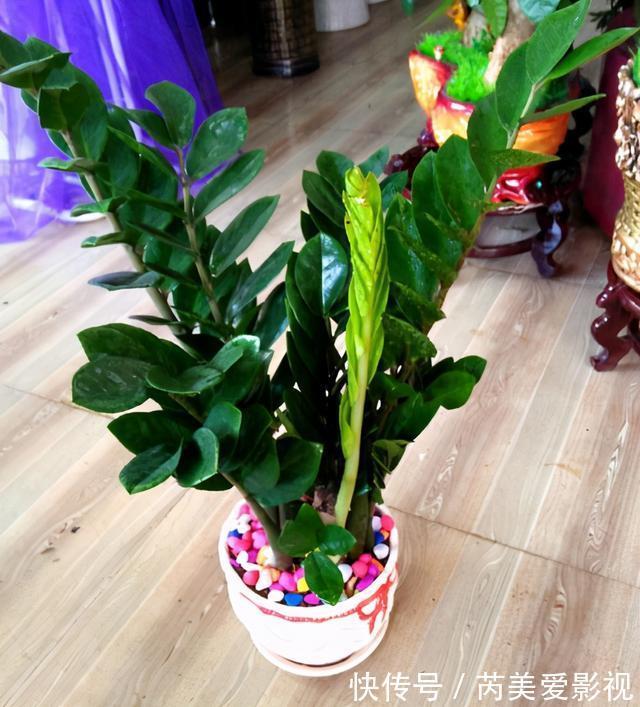 金钱树有“3怕2不喜”,难怪越养越稀疏,从不长新芽