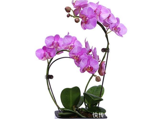蝴蝶兰、大花蕙兰总也养不好，养殖经验全在这里，学习了