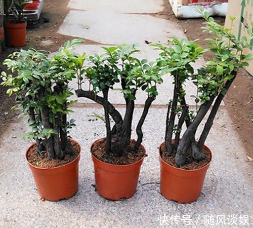 原来有钱人家都养这个花,镇宅,招财,这可是“帝王之木”