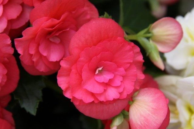 以下几种盆栽花卉,好看又好养,花期也长,可以四季开花