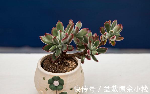 34种常见花草耐冻极限温度,哪些该搬到室内养,一清二楚