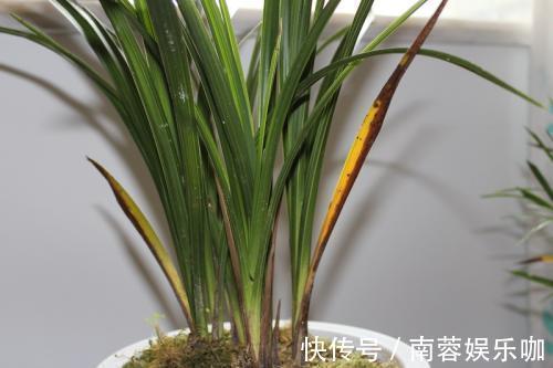 杜鹃花|养不好5种植物，就要赶紧“跳坑”，不然买多少、死多少