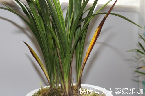 杜鹃花|养不好5种植物,就要赶紧“跳坑”,不然买多少、死多少