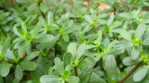 助孕素|中年女性的福音，多吃的好食物，脸色红润，身材丰满，谁吃谁好