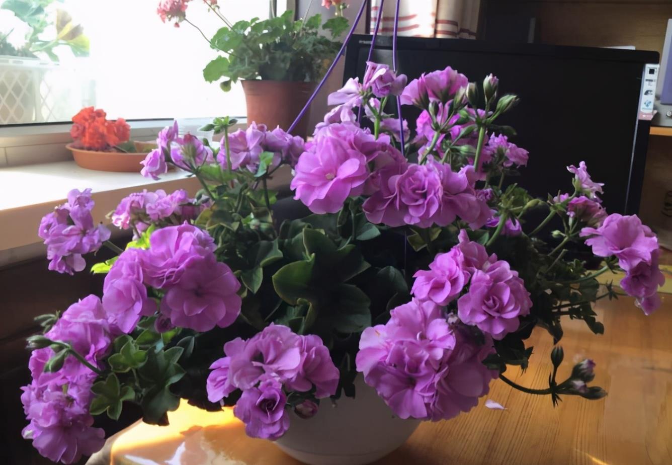 夏日|养夏日玫瑰（天竺葵），注意4点，一年四季开花，格外漂亮