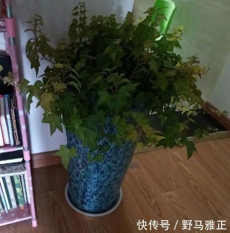 这“4种”绿植,最能吸甲醛、二手烟,家里养一盆,健康更长寿!