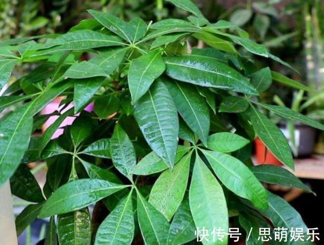 养花|养花就养4种花,家里养一盆,花美心情好,一养就上瘾