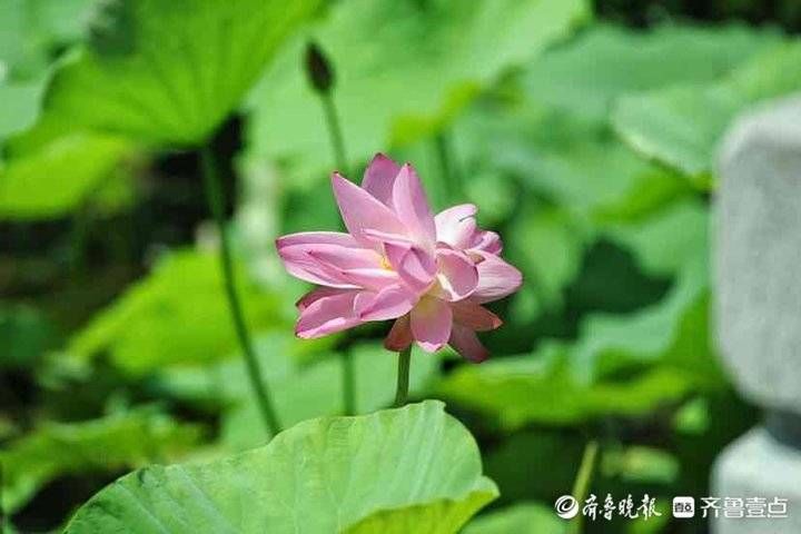 花期|济南大明湖的并蒂莲开了！花期就3天别错过