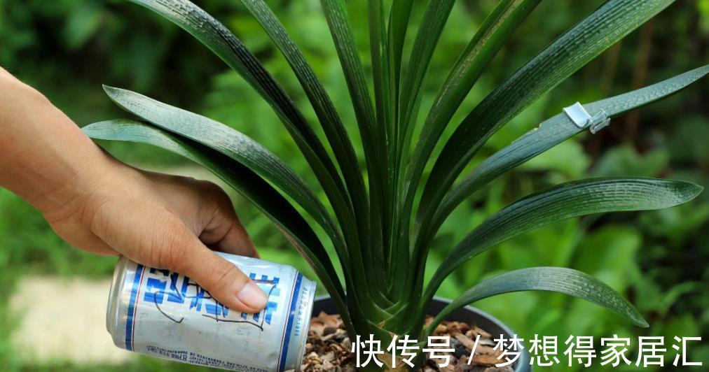 新手养君子兰，3种补肥轮流用，一年长出6片叶子，绽放层叠群花
